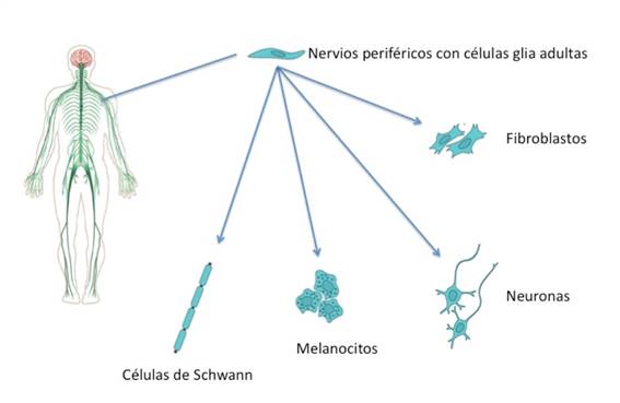 C&eacute;lulas gliales perif&eacute;ricas fuente de muchos tipos de c&eacute;lulas neurogliales y
mesenquimales