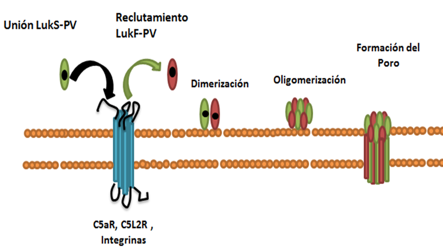Mecanismo de acci&oacute;n
de la leucocidina de Panton-Valentine