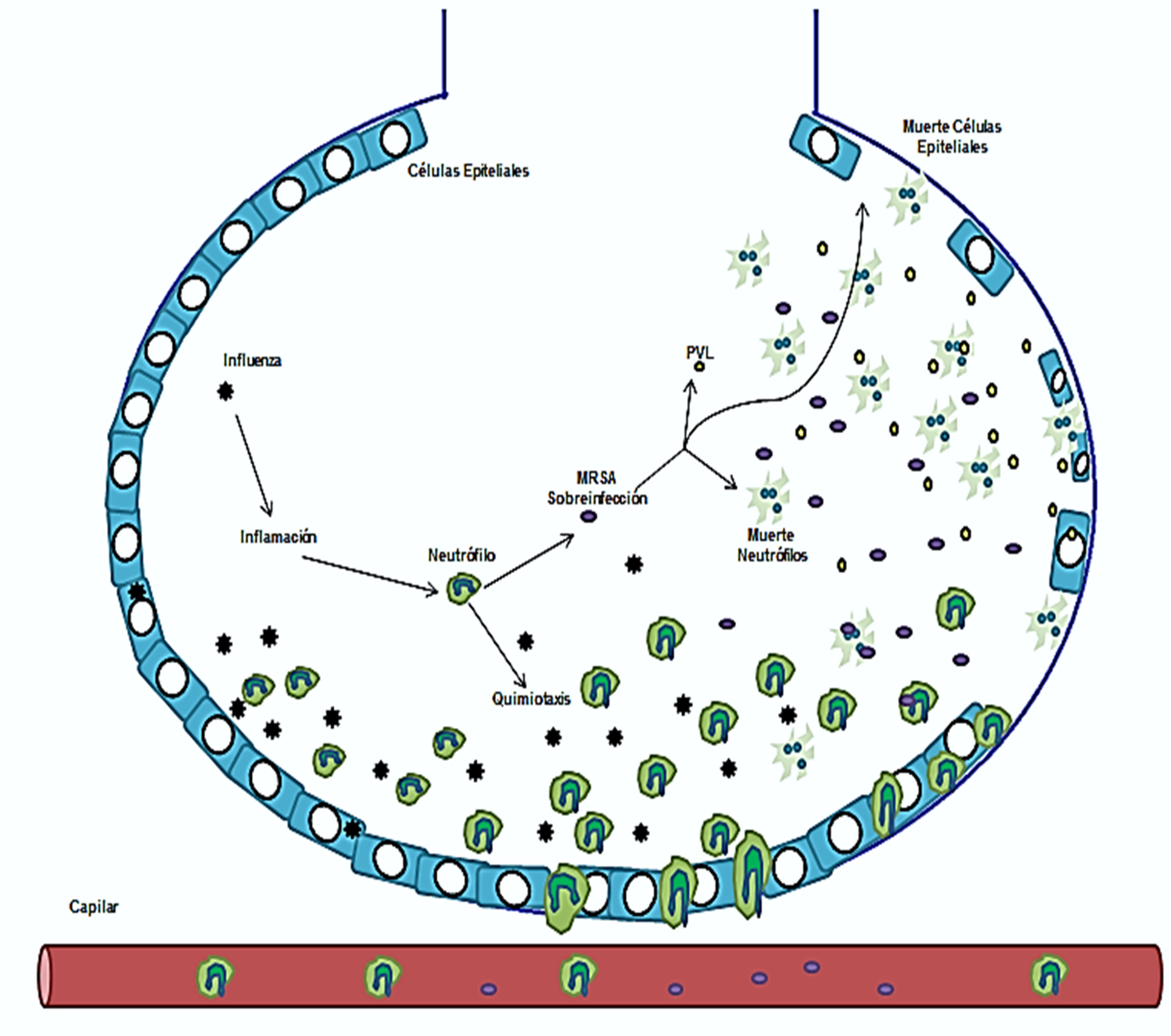 Interacci&oacute;n entre
el virus de la influenza y el SAMR