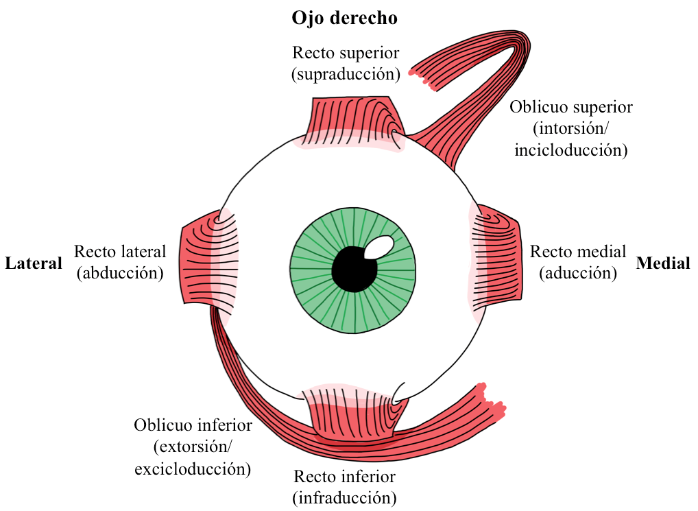 M&uacute;sculos extraoculares