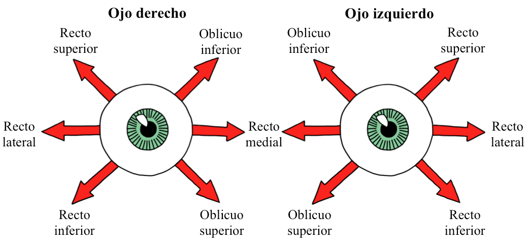Esquema de
los movimientos oculares y sus m&uacute;sculos efectores