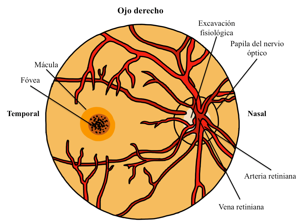 Esquema de
fondo de ojo normal, ojo derecho