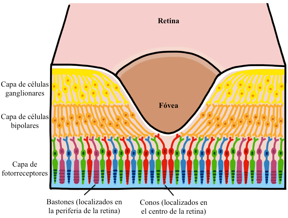 M&aacute;cula con
la depresi&oacute;n foveal, de gran importancia en la agudeza
visual