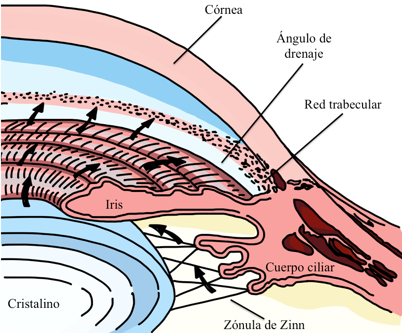 &Aacute;ngulo iridocorneal. Corte sagital con acercamiento