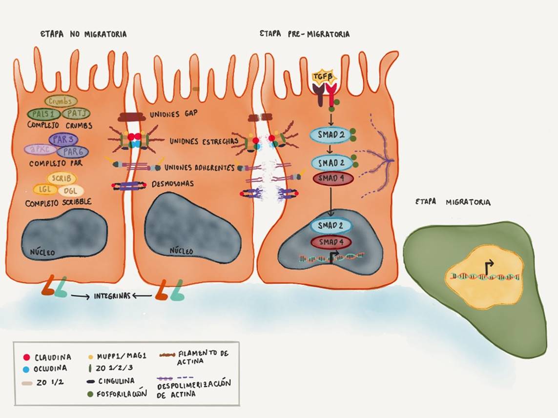 Etapas de la transición epitelio
mesénquima. La primera etapa se caracteriza por la presencia de componentes epiteliales
como moléculas de adhesión, estabilidad de la membrana basal y polaridad celular.
La segunda etapa se caracteriza por la activación de diferentes cascadas de señalización
que determinan la pérdida de la polaridad ápico-basal
y un desprendimiento de la matriz extracelular. La tercera etapa se caracteriza
por la capacidad de las células de traspasar la membrana basal y desplazarse