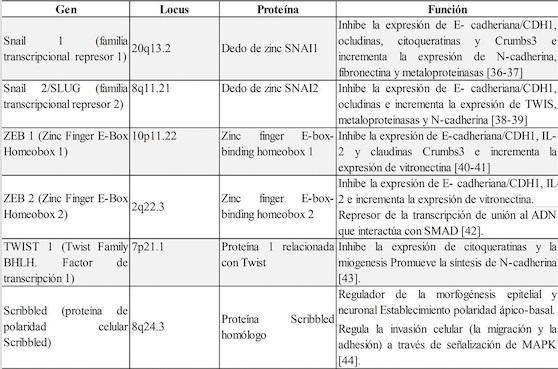 Genes involucrados en la etapa 2 de la EMT: células
premigratorias