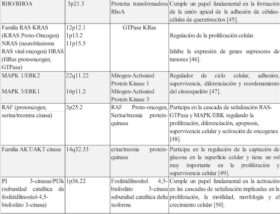 Genes involucrados en la etapa 2 de la EMT: células
premigratorias