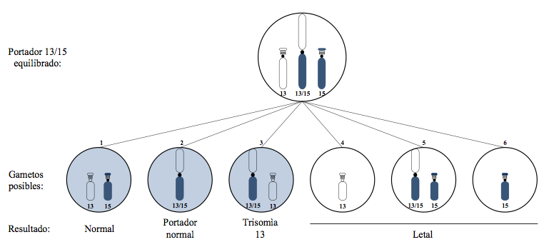 Possible chromosomal
patterns of gametes that can be generated in meiosis I