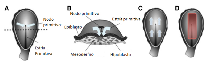 Principales eventos de la gastrulaci&oacute;n entre los d&iacute;as
13 y 20 de gestaci&oacute;n con la ubicaci&oacute;n espacial de las capas embrionarias. A) Vista
superior de la migraci&oacute;n de las c&eacute;lulas epibl&aacute;sticas hacia
el nodo primitivo, dirigida en el sentido que muestran las flechas. B) Corte transversal
del embri&oacute;n. C) Migraci&oacute;n celular por debajo de la capa superior y en sentido rostral
para conformar las nuevas capas de endod&eacute;rmica y mesod&eacute;rmica. D) Las c&eacute;lulas que
migran paralelas a la l&iacute;nea media env&iacute;an se&ntilde;ales moleculares que inducen al epiblasto circundante y delimitado por el cuadro rojo a convertirse
en c&eacute;lulas neuroprogenitoras. Posteriormente las c&eacute;lulas
del nodo primitivo lanzan otra secuencia de se&ntilde;ales que indicar&aacute;n los subtipos en
que se diferenciar&aacute;n estas c&eacute;lulas neuroprogenitoras