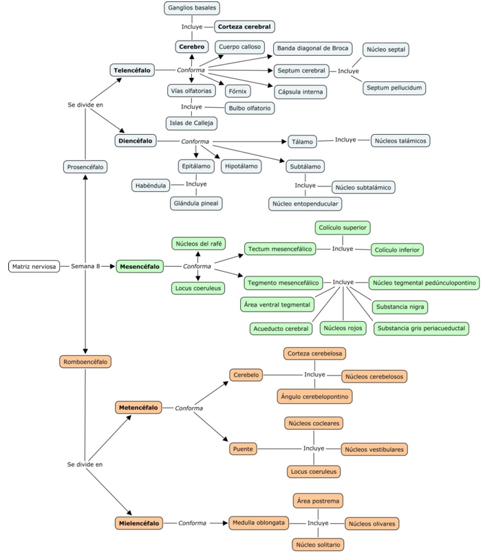 Evoluci&oacute;n de las estructuras anat&oacute;micas del sistema
nervioso central a partir de las ves&iacute;culas primordiales, organizadas seg&uacute;n su distribuci&oacute;n
espacial de anterior-rostral a posterior-caudal. En negrita de la tercera columna,
las cinco ves&iacute;culas secundarias