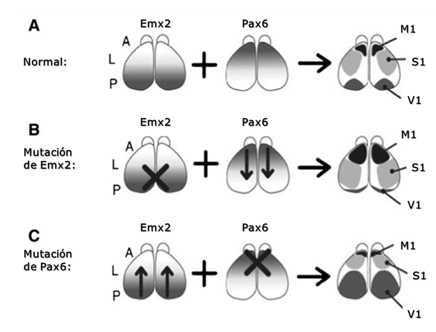 Efectos experimentales de bloqueo selectivo de los
genes Emx2 y Pax6 en ratones mutantes. N&oacute;tense las diferencias en la divisi&oacute;n cortical
conforme se bloquea cada uno de los sets gen&eacute;ticos