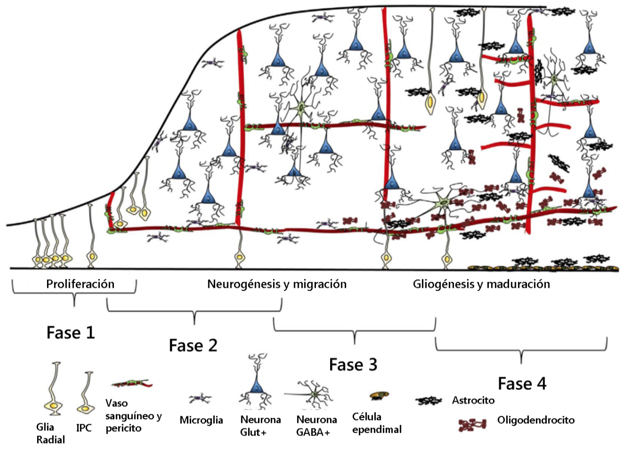 Patrones del desarrollo telencef&aacute;lico.
Es de anotar un incremento en la complejidad de las l&iacute;neas celulares conforme evoluciona
el desarrollo de la neocorteza. Al comienzo de la neurog&eacute;nesis las estructuras son sostenidas por los pericitos a la vez que es infiltrada por c&eacute;lulas neuroprogenitoras que se convertir&aacute;n en neuronas o c&eacute;lulas de
la glia y se acumulan dentro de la zona ventricular. Una
segunda zona de proliferaci&oacute;n se forma en la zona subventricular.
En la segunda y tercera fases las neuronas migran y se diferencian dentro de las
capas neocorticales, estableciendo conexiones anat&oacute;micas
y funcionales. En la fase 4 ocurre una gliog&eacute;nesis y en
el telenc&eacute;falo dorsal y ventral con incremento de la migraci&oacute;n gaba&eacute;rgica hacia la corteza. Durante la maduraci&oacute;n puede haber
remodelaci&oacute;n vascular y maduraci&oacute;n con reintegraci&oacute;n sin&aacute;ptica
