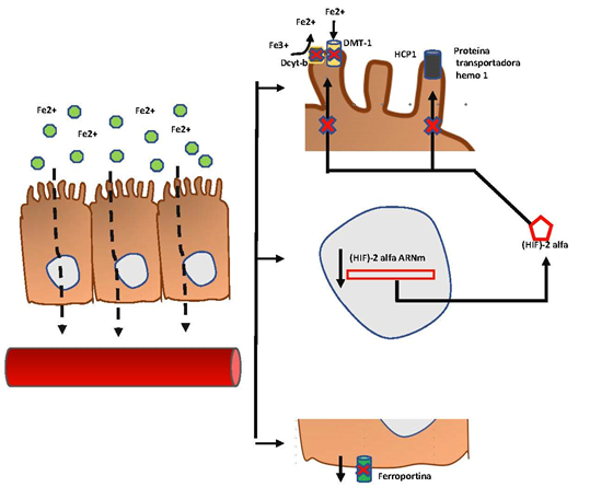 D&eacute;ficit de hierro en falla cardiaca. La disminuci&oacute;n
en la expresi&oacute;n del factor intestinal inducido por hipoxia (HIF)-2 se relaciona
con la disminuci&oacute;n en la expresi&oacute;n del citocromo duodenal b (Dcyt-b) y el transportador divalente de metales 1 (DMT1),
lo cual se asocia con la disminuci&oacute;n en la captaci&oacute;n de hierro. Tambi&eacute;n se
evidencia una disminuci&oacute;n de la ferroportina que no
se vincula directamente con la hepcidina