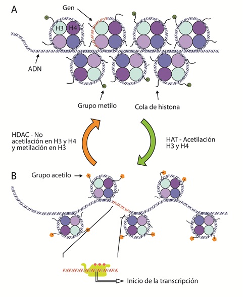 Esquema de heterocromatina y eucromatina.