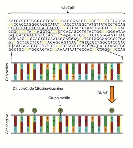 Metilaci&oacute;n de citosinas en
islas CpG. 