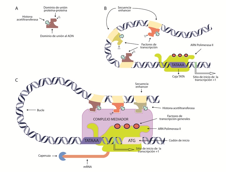 Expresi&oacute;n de un gen mediante
la s&iacute;ntesis de mRNA.