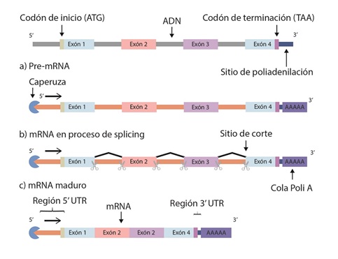 Maduraci&oacute;n de ARNm