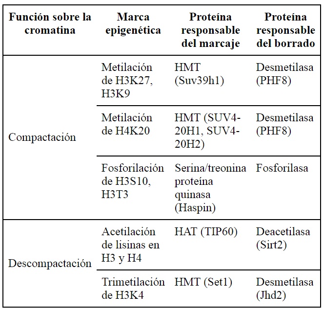 Marcas
epigen&eacute;ticas. Diferentes clases de modificaciones sobre las histonas