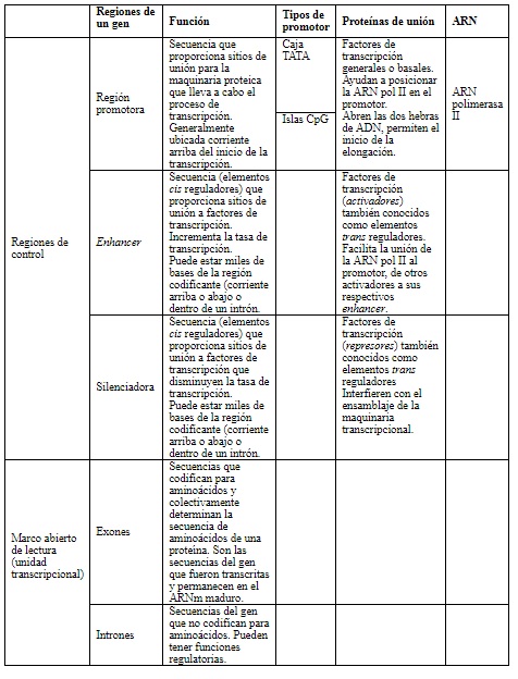 Componentes de un gen. Se describen los componentes
del gen y los que influencian la expresi&oacute;n g&eacute;nica diferencial
