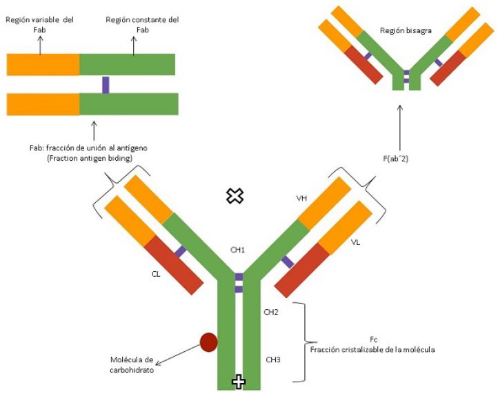 Esquema de la inmunoglobulina G, fragmentos F(ab&acute;)2 y Fab