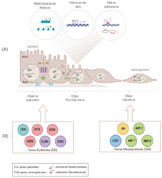 Epigenética y transición epitelio-mesénquima