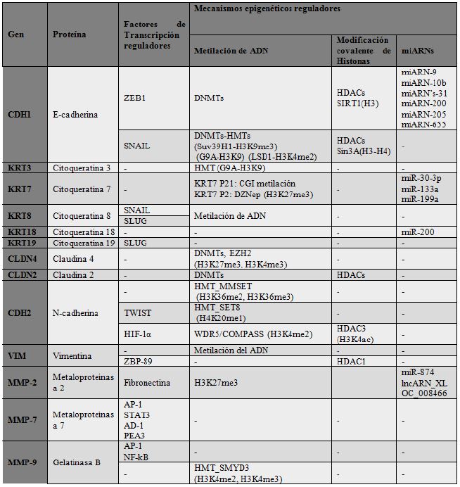 Factores de transcripción y mecanismos epigenéticos reguladores del proceso de transiciónepitelio-mesénquima