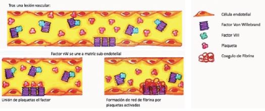 Funciones del factor de Von Willebrand