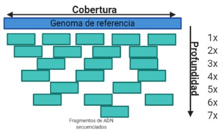 Cobertura y profundidad