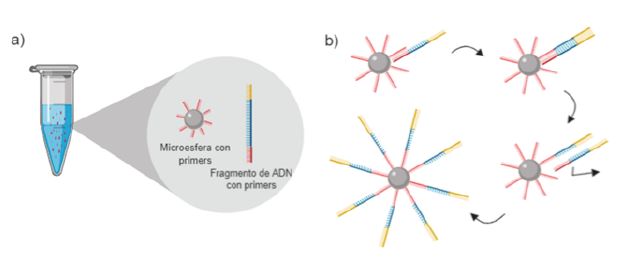 Generación de hebras mediante PCR en emulsión.