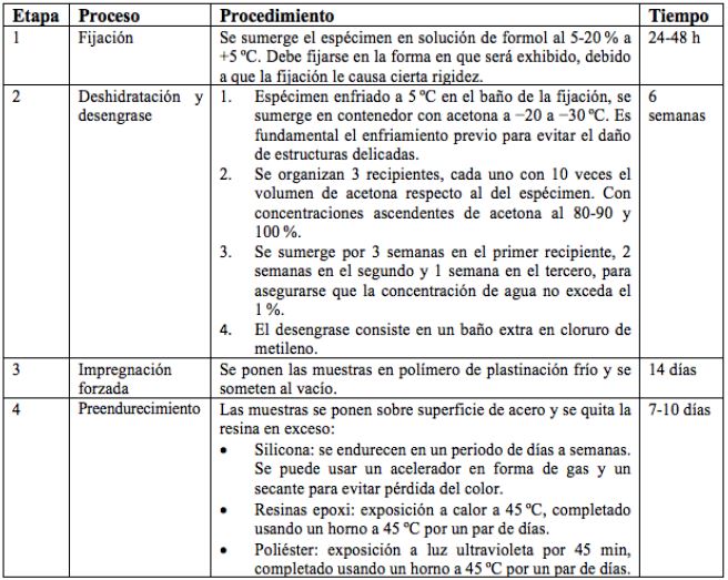 Etapas de la t&eacute;cnica de plastinaci&oacute;n