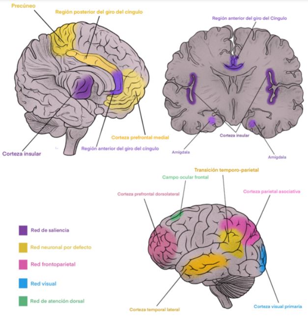 Redes neuronales con cambios en su actividad secundarios a meditación de atención plena. En la imagen se resaltan con colores de forma exclusiva las regiones que han mostrado cambios funcionales en los estudios de resonancia magnética funcional y se especifica a qué red pertenece cada región. Los elementos de la red neuronal por defecto (en amarillo) presentan disminución funcional en meditadores en todos los estudios; mientras que el resto de los elementos, pertenecientes a las otras redes, evidencian incremento de su actividad en meditadores. Ello apoya la premisa de salida de estados de prospección y entrada a estados de tarea de forma secundaria a la meditación de atención plena.