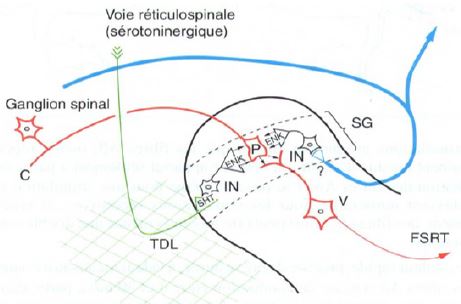 Ilustración que muestra de una manera esquemática la localización y la función de la rama colateral recurrente de Ramón y Cajal. En la imagen observamos en línea negra el cuerno posterior de la médula; en líneas azules, las fibras propioceptivas de la sensibilidad profunda, y en líneas rojas, las fibras de la sensibilidad superficial, especialmente nociceptivas. Ramón y Cajal describió, a comienzos del siglo XX, la presencia de una rama (inhibitoria-azul) que se desprende de las fibras de la sensibilidad profunda (penetran por el cordón posterior a la médula), que entra en contacto con las capas más superficiales del cuerno posterior (nociceptivas-rojo), que penetran por su aspecto medial. Esa rama activa interneuronas inhibitorias que modulan la respuesta nociceptiva. 