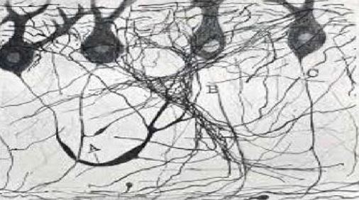 Esta imagen busca resaltar la calidad de los dibujos realizados por Ramón y Cajal, quien no solo era un neurocientífico, sino también un artista. No busco que el lector conozca la histología del sistema nervioso al incluir esta imagen; al contrario, que aprecie sus capacidades artísticas. Las ilustraciones de Ramón y Cajal fueron no solamente avances histológicos.
