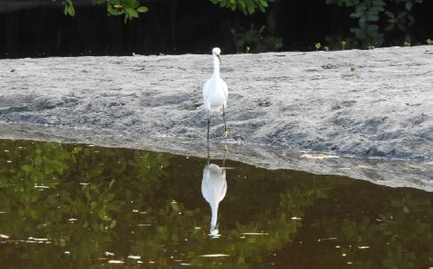 Esta fotografia fue tomada por el autor e incluida en este trabajo para ilustrar de manera agradable un concepto desarrollado por JCA para entender no solo la aparición de dolor crónico, sino otras patologías del sistema nervioso. Así como en la imagen vemos el equilibrio fotográfico de la imagen de la “garza de cuello blanco”, su imagen real y su reflejo, así debe ser el equilibrio entre los mecanismo de inhibición y el de excitación para mantener el sistema nervioso sano. Cuando se pierde el equilibrio entre los mecanismos de inhibición y de excitación en el sistema nervioso, aparecen ciertas patologías, entre las cuales me permito mencionar: epilepsia, movimientos anormales, parkinson, distonías, espasticidad, dolor, entre otras El tratamiento de estas debe ir dirigido a restablecer el equilibrio.