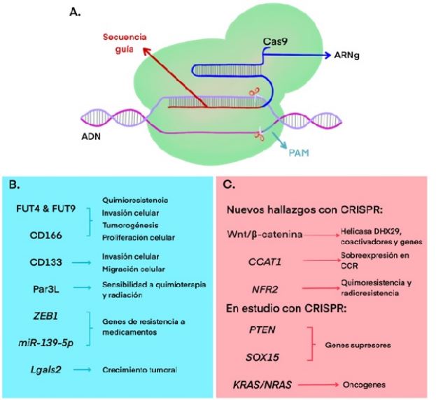 CRISPRCas en c&aacute;ncer colorrectal. A) Elementos clave para edici&oacute;n g&eacute;nica con CRISPRCas9 B) Genes editados con CRISPR in vitro e in vivo con potencial terap&eacute;utico C) Hallazgos respecto a genes y v&iacute;as alteradas en c&aacute;ncer colorrectal identificados a trav&eacute;s de CRISPR