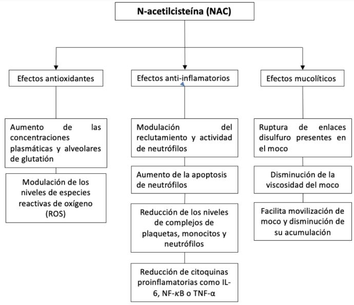 Principales mecanismos relacionados con los efectos de la N-acetilcisteína