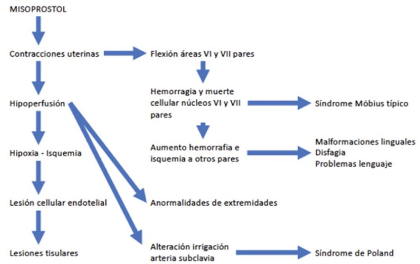 Mecanismos propuestos para la teratogenicidad del misoprostol