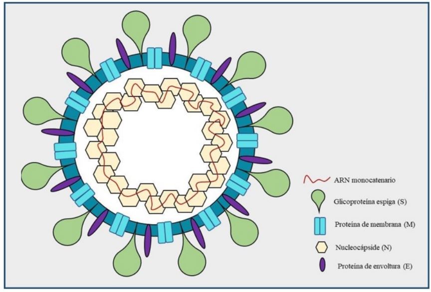 Estructura del viri&oacute;n de los coronavirus se observa cada una de las prote&iacute;nas y distribuci&oacute;n que conforman a los coronavirus