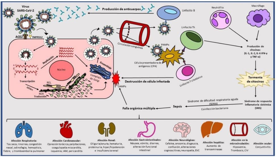 Eventos patog&eacute;nicos desencadenados por la infecci&oacute;n por el virus SARSCoV2
