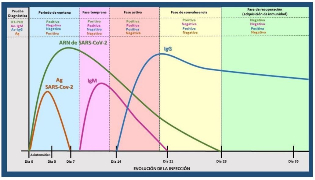 Evolutivo de la infecci&oacute;n por SARSCoV2 con asociaci&oacute;n a las distintas pruebas diagn&oacute;sticas de RTPCR serol&oacute;gicas y anticuerpos