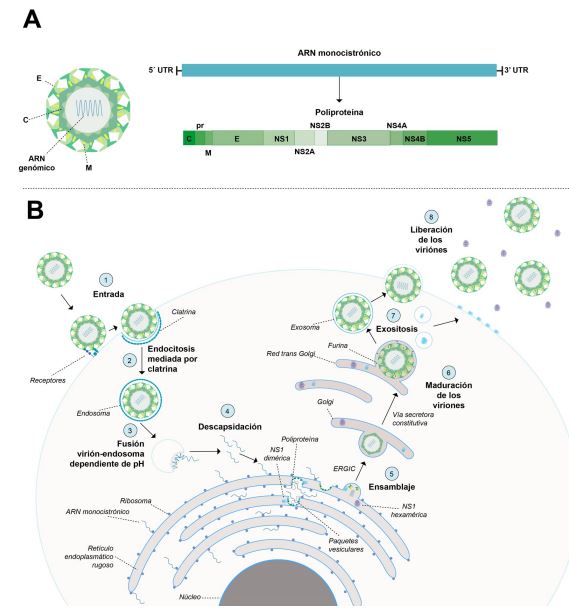 Ciclo replicativo del virus del dengue. 