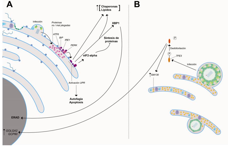 Respuesta de estrés en el retículo endoplasmático rugoso y en el aparato de Golgi durante la infección del virus del dengue.