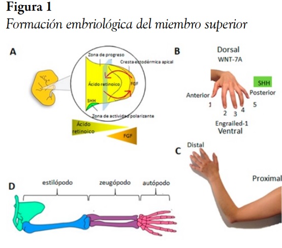 Formaci&oacute;n embriol&oacute;gica del miembro superior