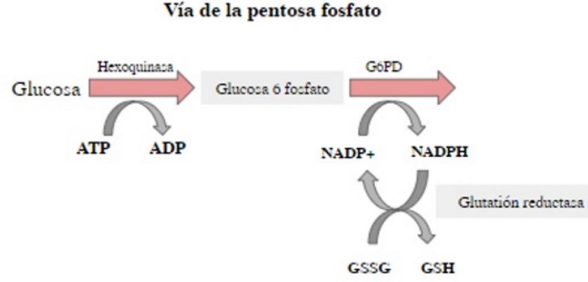 V&iacute;a de las pentosas fosfato y producci&oacute;n de NADPH