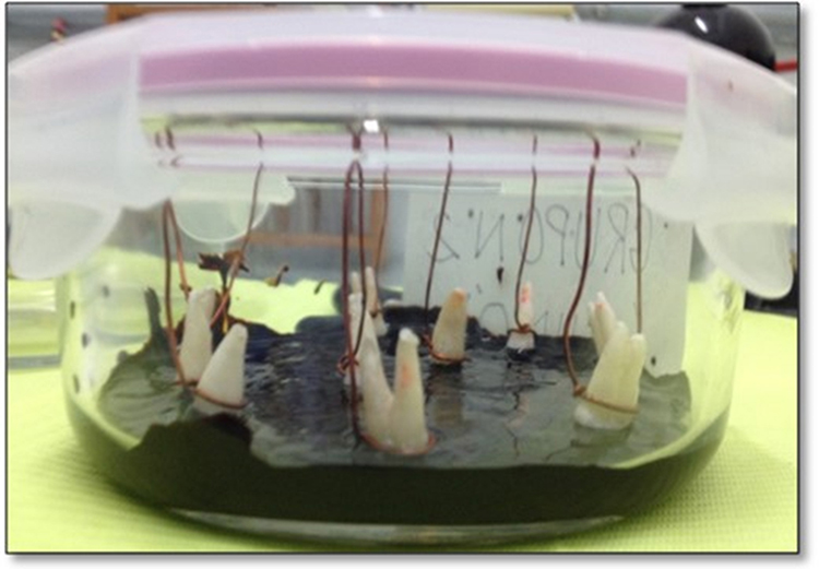 Dientes sumergidos en la
soluci&oacute;n de chim&oacute; (grupo experimental)
