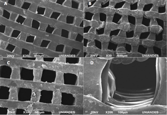 Cultivos preliminares de CTPD en
matrices 3D cuadriculadas impresas en APL con poros interconectados