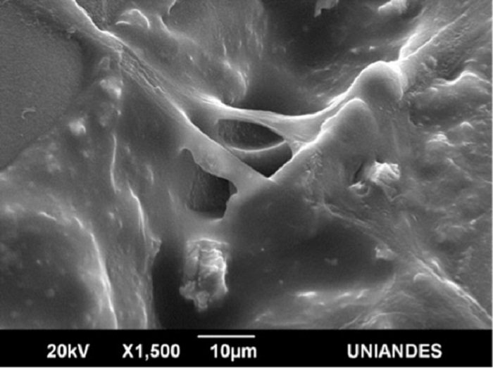 S&iacute;ntesis de matriz extracelular org&aacute;nica depositada sobre
el sustrato de APL por las CTPD expandidas a cuarto pase despu&eacute;s de criopreservaci&oacute;n
(1500X)