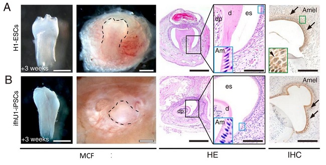 Biodientes formados en 3 semanas bajo la cápsula renal de ratón: