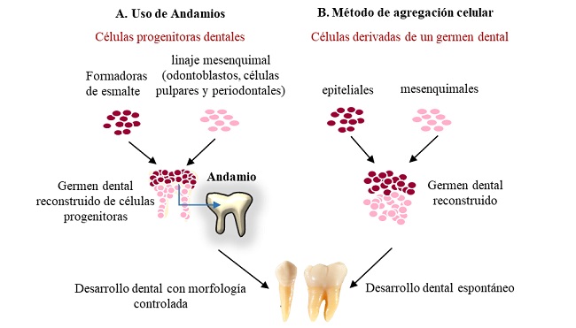 REPRESENTACIÓN ESQUEMÁTICA A. MÉTODO BASADO EN ANDAMIOS, B. MÉTODO DE AGREGACIÓN CELULAR.