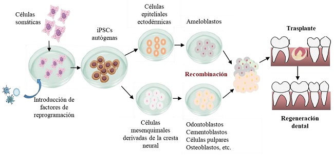 REPRESENTACIÓN ESQUEMÁTICA DEL MÉTODO BASADO EN EL EMPLEO DE IPSCS